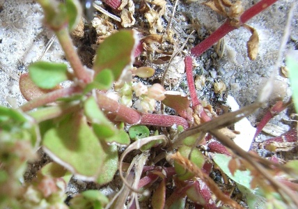 marciapiede - Polycarpon tetraphyllum sl.